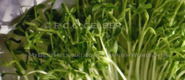 sweet pea shoots
