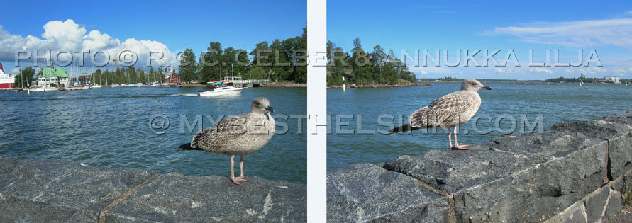 Valkosaari, Luoto & Suomenlinna -and the seagull. Photo © Annu Lilja 2008 -